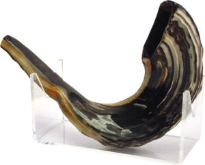 Ram's horn shofar